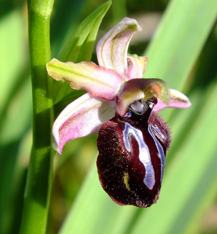 Ophrys sipontensis